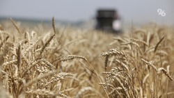 Аграрии Ставрополья ежегодно собирают около 9 млн тонн зерна 